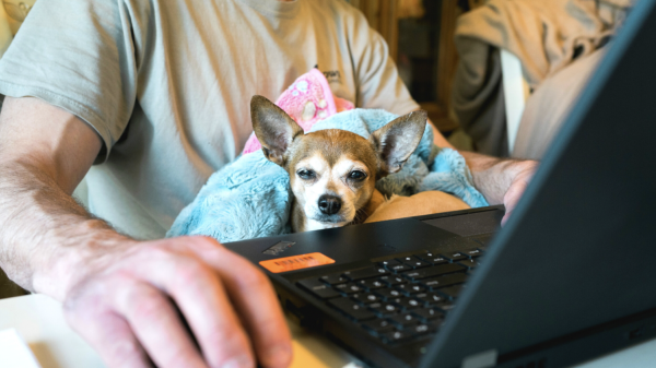 Working from Home commentary